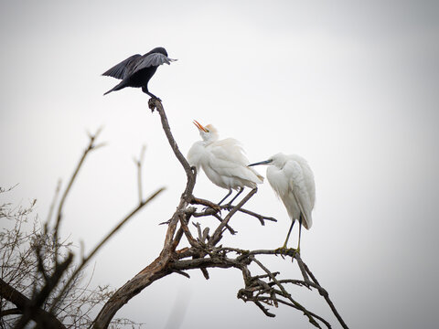 H&eacute;rons garde-b&oelig;ufs Ardea ibis et aigrette blanche perch&eacute;s sur une branche aux c&ocirc;t&eacute;s d&rsquo;un corvid&eacute; noir, sc&egrave;ne de cohabitation entre oiseaux dans une zone humide