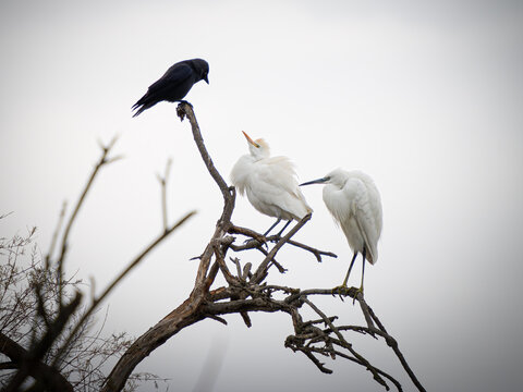 H&eacute;rons garde-b&oelig;ufs Ardea ibis et aigrette blanche perch&eacute;s sur une branche aux c&ocirc;t&eacute;s d&rsquo;un corvid&eacute; noir, sc&egrave;ne de cohabitation entre oiseaux dans une zone humide