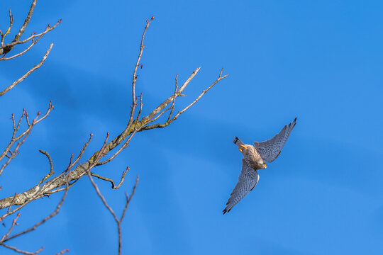 Falke startet von Ast zum Flug