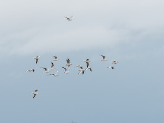 Fototapeta premium Vol de mouettes rieuses (Chroicocephalus ridibundus) dans un ciel blanc en Camargue, groupe d’oiseaux marins aux ailes déployées