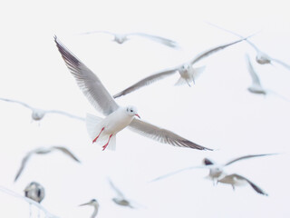 Obraz premium Vol de mouettes rieuses (Chroicocephalus ridibundus) dans un ciel blanc en Camargue, groupe d’oiseaux marins aux ailes déployées