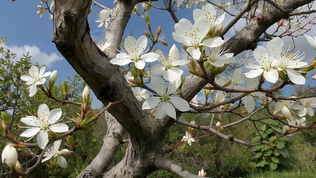 cinematic ultra hd 4k video of madhuca longifolia flower, also known as mahua or butter tree, blooming gracefully its branches, widely recognized its edible medicinal uses, treasured cultural