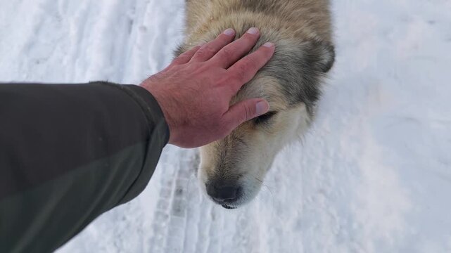 Close up point of view shot of a man's hand stroking the soft fur of a friendly and calm dog, possibly a wolfdog, in a snowy landscape
