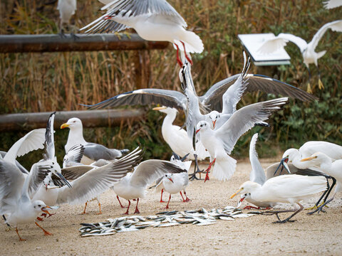 Mouettes rieuses, go&eacute;lands leucoph&eacute;es, h&eacute;rons garde-b&oelig;ufs et aigrettes se disputant des poissons dans une zone humide de Camargue