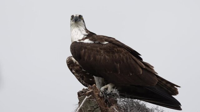 Osprey bobbing head and looking at camera- Slow motion