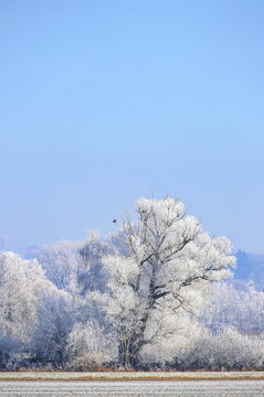 Ein traumhafter Wintermorgen bei Illertissen: Mit dichtem Raureif bedeckte B&auml;ume leuchten vor einem strahlend blauen Himmel und verwandeln die Landschaft in eine glitzernde Eiswelt.