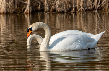 Fototapeta premium swan on the lake