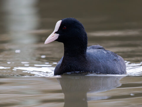 Foulque macroule (Fulica atra) nageant sur l&rsquo;eau, oiseau aquatique noir &agrave; bec et &eacute;cusson frontal blancs