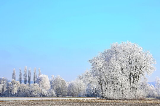 Ein traumhafter Wintermorgen bei Illertissen: Mit dichtem Raureif bedeckte B&auml;ume leuchten vor einem strahlend blauen Himmel und verwandeln die Landschaft in eine glitzernde Eiswelt.