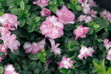 Fototapeta premium Pink Azalea Flowers Blooming in Garden Shrub