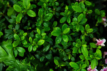 Fototapeta premium Fresh Green Azalea Leaves Natural Foliage Background