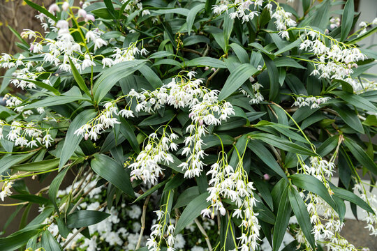 White Dendrobium Orchid Flowers Blooming on Tropical Plant