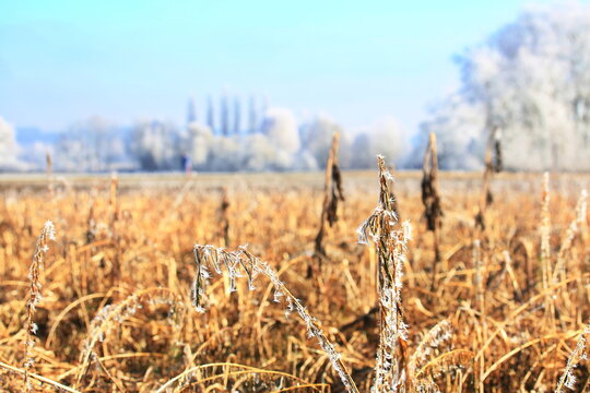 Ein traumhafter Wintermorgen bei Illertissen: Mit dichtem Raureif bedeckte B&auml;ume leuchten vor einem strahlend blauen Himmel und verwandeln die Landschaft in eine glitzernde Eiswelt.
