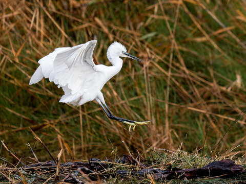 Aigrette garzette (Egretta garzetta) d&eacute;collant au-dessus d&rsquo;une zone humide, &eacute;chassier blanc en vol dans les marais de Camargue