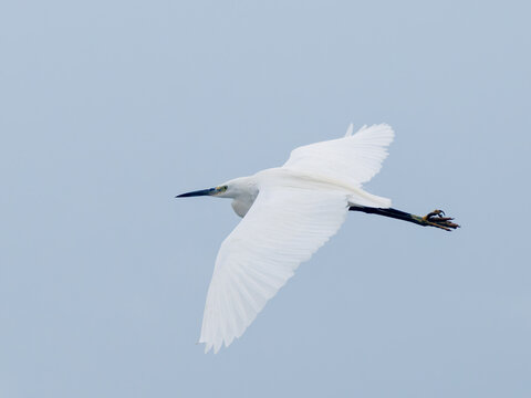 Aigrette garzette (Egretta garzetta) en vol au-dessus d&rsquo;une zone humide, oiseau &eacute;chassier blanc &eacute;l&eacute;gant dans le ciel d&rsquo;hiver, Camargue, France