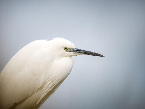 Aigrette garzette (Egretta garzetta) perch&eacute;e sur une branche dans une zone humide de Camargue, portrait d&rsquo;un &eacute;chassier blanc &eacute;l&eacute;gant