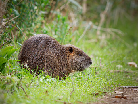 Ragondin (Myocastor coypus) marchant sur un chemin pr&egrave;s d&rsquo;un marais, rongeur semi-aquatique des zones humides