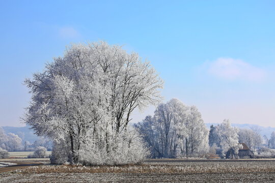 Ein traumhafter Wintermorgen bei Illertissen: Mit dichtem Raureif bedeckte B&auml;ume leuchten vor einem strahlend blauen Himmel und verwandeln die Landschaft in eine glitzernde Eiswelt.