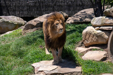 Obraz premium African Lion (Panthera Leo)