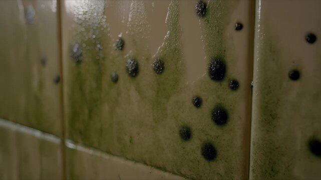 A close-up of glossy bathroom tiles shows scattered black mold spots and green mildew streaks, moisture stains across the grout, indicating damp conditions and urgent cleaning.