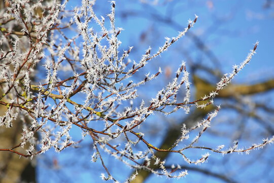 Filigrane, mit wei&szlig;em Raureif &uuml;berzogene Zweige heben sich kontrastreich gegen einen wolkenlosen, tiefblauen Himmel ab. Ein Bild purer winterlicher Stille und eisiger Sch&ouml;nheit.