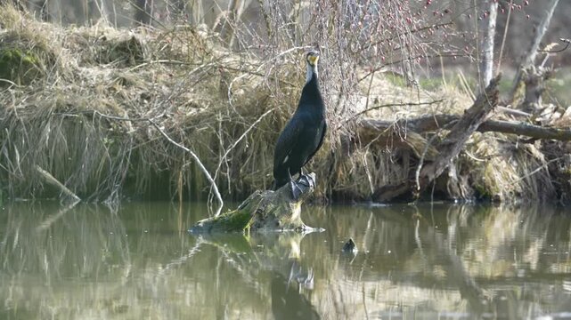 black winged blackbird