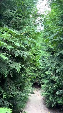 A maze of green thujas. A wall of lush green thujas. a passage between lush thuja trees