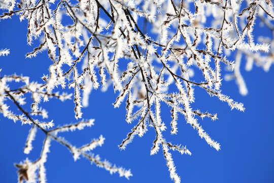 Filigrane, mit wei&szlig;em Raureif &uuml;berzogene Zweige heben sich kontrastreich gegen einen wolkenlosen, tiefblauen Himmel ab. Ein Bild purer winterlicher Stille und eisiger Sch&ouml;nheit.