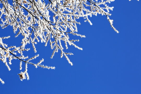 Filigrane, mit wei&szlig;em Raureif &uuml;berzogene Zweige heben sich kontrastreich gegen einen wolkenlosen, tiefblauen Himmel ab. Ein Bild purer winterlicher Stille und eisiger Sch&ouml;nheit.