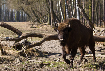 Rodzina żubrów w starym lesie Pszczyny Jankowic Polska © kubikactive