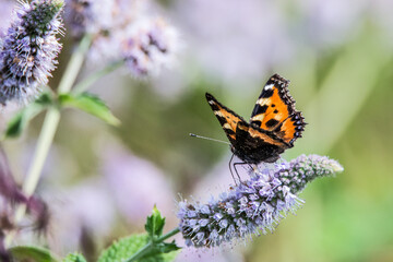 Fototapeta premium Small tortoiseshell