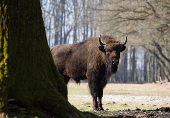 Rodzina żubrów w starym lesie Pszczyny Jankowic Polska © kubikactive