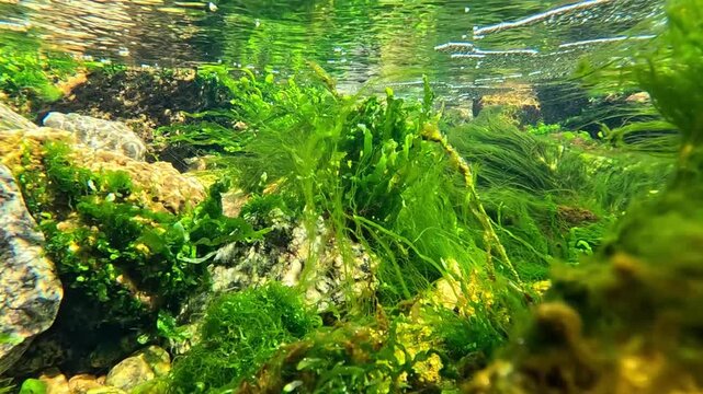 Flora of the Black Sea, including green algae Ulva spp. and Enteromorpha intestinalis, as well as other macrophytes on coastal stones, perform photosynthesis and oxygenate the water.