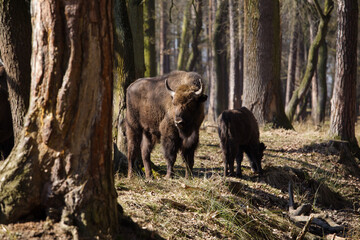Żubry w starym wiosennym lesie © kubikactive