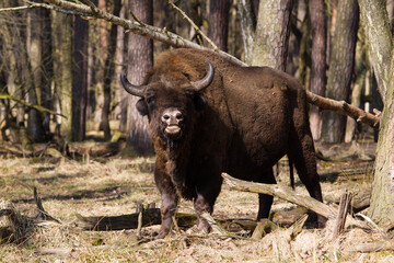 Żubry w starym wiosennym lesie