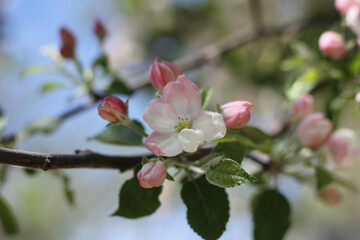Obraz premium Elegant delicate apple blossom cluster with pink buds against a soft-focus blue sky