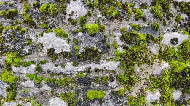 Moss covered stone wall close up revealing vibrant green moss and lichen patches clinging to weathered limestone and concrete