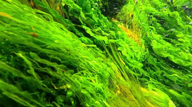The algal flora of the Black Sea, primarily green algae (Chlorophyta), actively photosynthesize within water currents, producing oxygen and contributing to the oxygenation of marine waters.