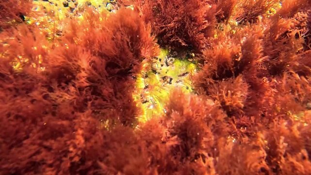 Algal flora of the Black Sea, red algae Ceramium rubrum on shoreline stones, synthesize oxygen and enrich the surrounding water