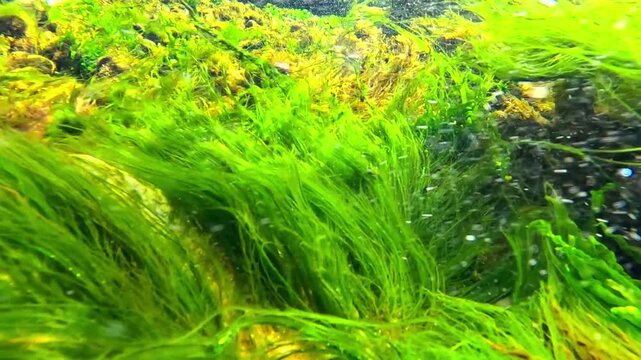 The algal flora of the Black Sea, primarily green algae (Chlorophyta), actively photosynthesize within water currents, producing oxygen and contributing to the oxygenation of marine waters.