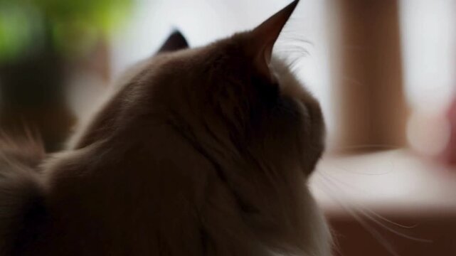 The head of a cute Persian cat, its silhouette standing out against the blurry background with soft light coming through the window.