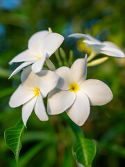 Fototapeta premium white plumeria flowers