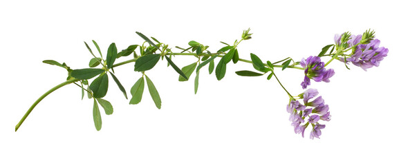 Purple flowers and green leaves of lucerne (Medicago) isolated on white or transparent background