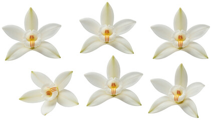 Fototapeta premium Floral decoration set png flower elements png botanical decoration png transparent background image