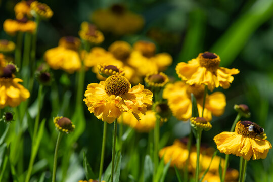 Close up of common sneezeweed (helenium autumnale) flowers in bloom