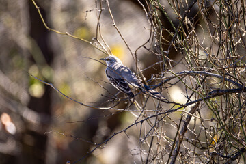 blue tit on branch © Dennis