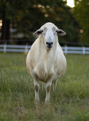 Obraz premium Large white sheep ram on a pasture