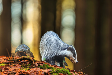 European Badger Meles meles walking over autumn leaves in glowing forest light © michal