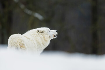 Naklejka premium White Wolf Canis lupus howling softly in snow before dark forest backdrop