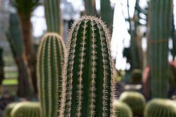 Cactus close up in botanical garden